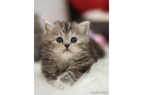 ナイアちゃん1枚目